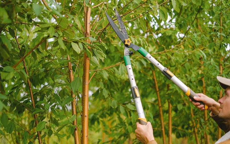 Tree trimming in Forest Junction, WI