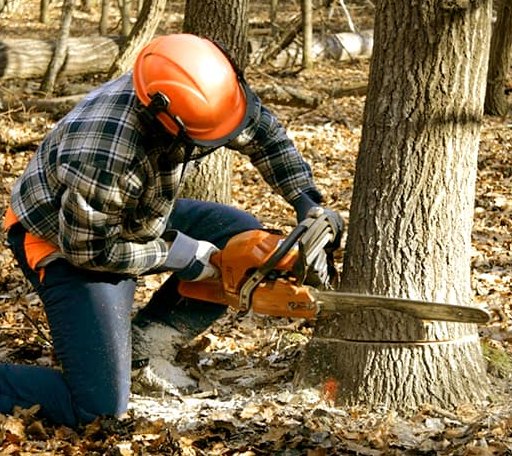 Tree Removal in Forest Junction, WI